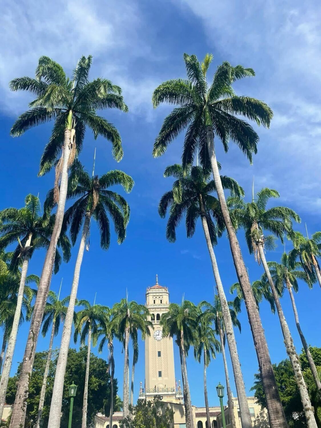 Looking up at tall palm trees surrounding a tan-colored clock tower with a red roof at the University of Puerto Rico, Río Piedras campus. The sky is bright blue with a few wispy clouds.