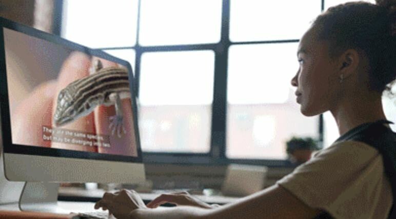 La imagen muestra a una persona sentada en un escritorio, concentrada en una computadora de escritorio. La persona parece estar interactuando con contenido en la pantalla, que muestra una imagen en primer plano de un pequeño lagarto con rayas en la espalda. El fondo de la habitación muestra la luz del sol entrando a través de una gran ventana, creando una atmósfera bien iluminada. El escritorio es mínimamente visible, lo que sugiere un espacio de trabajo organizado.